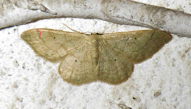 Idaea aversata? Cfr. Idaea straminata, Geometridae